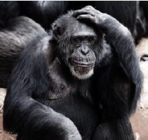 An ape scratching his head