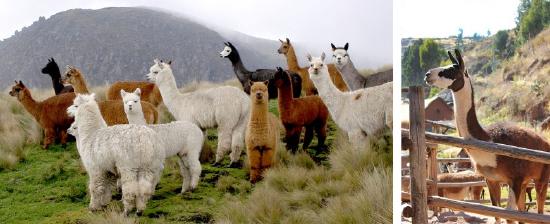 alpacas-and-llama-870x354.jpg