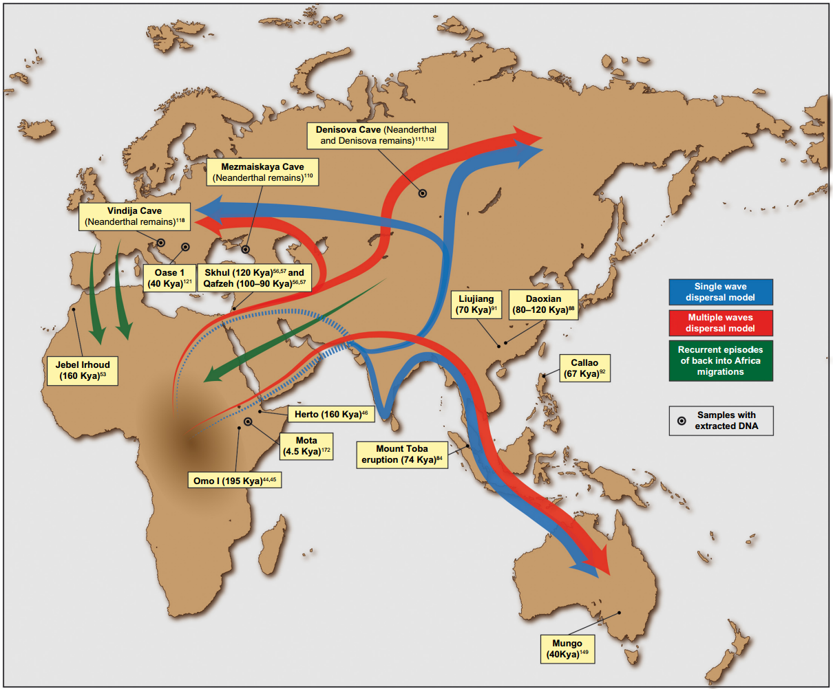 Patrones migratorios del Homo sapiens