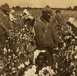 11: The Cotton Revolution