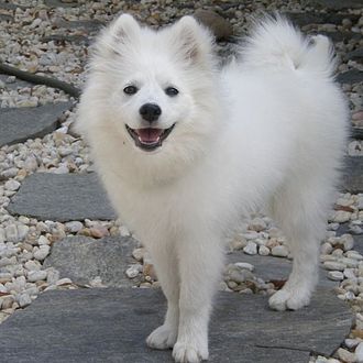330px-American_Eskimo_Dog_2.jpg