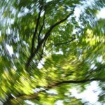 picture of trees with spinning effect
