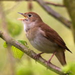 A nightingale bird singing