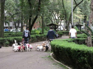Dog walkers with many dogs