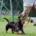 A short dachshund on a leash