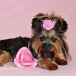 Image of a yorkshire terrier dog with a pink flower in its hair