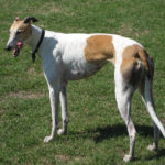 Image of a skinny greyhound dog