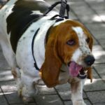 A photo of an overweight beagle