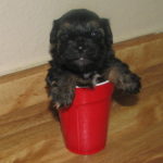 Photo of a small puppy in a cup