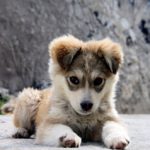 Photo of a young puppy