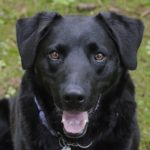 A picture of a black lab dog