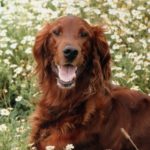 A picture of a red-haired irish setter