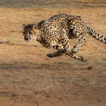 A cheetah running