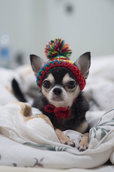 Chihuahua in a cap
