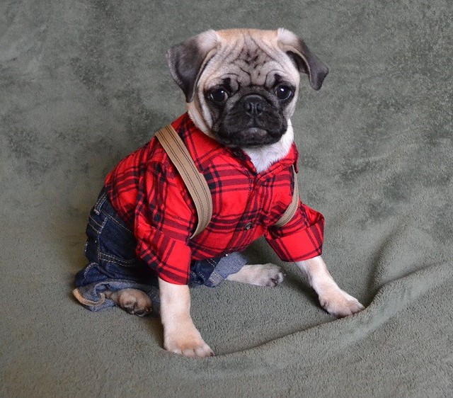 Pug in pants and a shirt