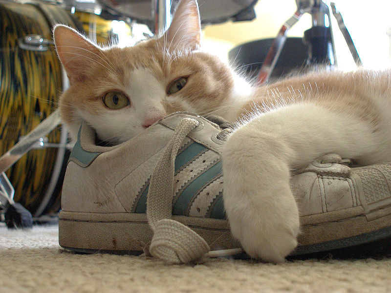 Cat with a tennis shoe