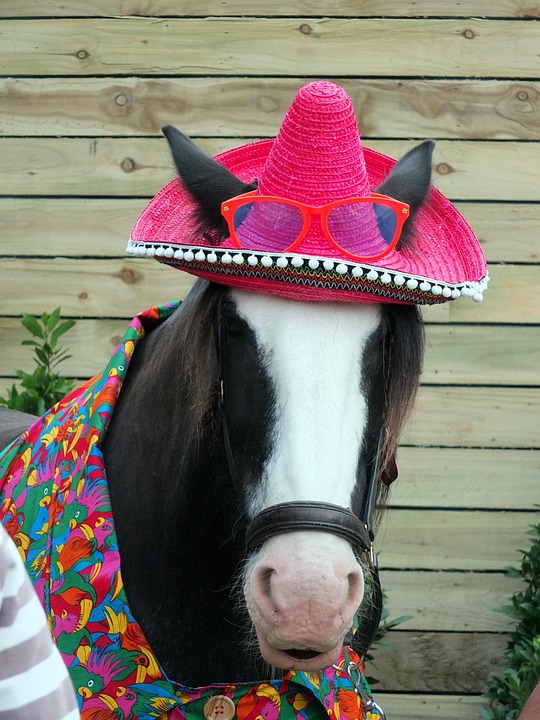 A horse wearing a hat, a shirt, and glasses.