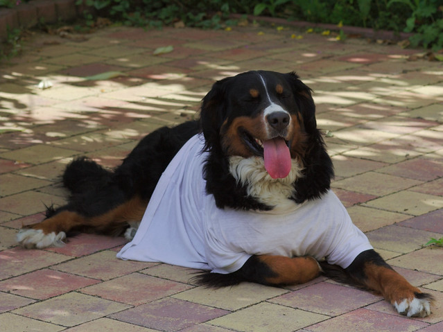 Dog wearing a t-shirt