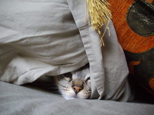 Cat hiding in blankets