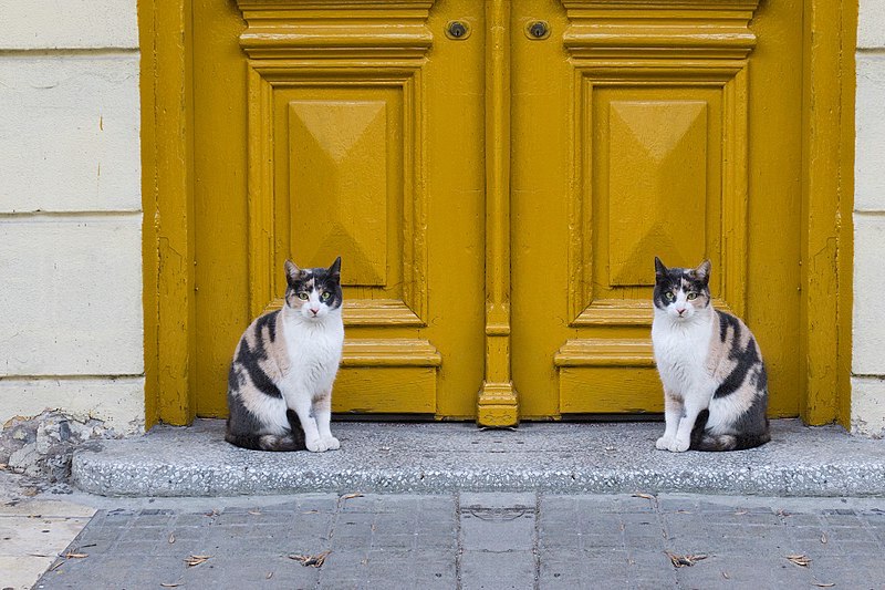 cats near an entrance