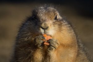 prarie dog eating a chunk of food