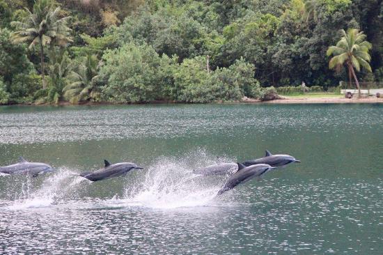 Dolphins jumping in tropical place