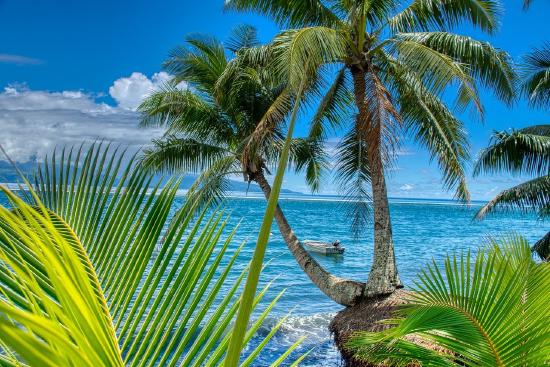 Palm trees and view of ocean