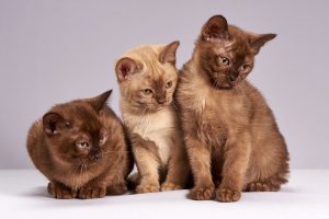 three brown cats