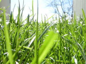 Grass, from eye level