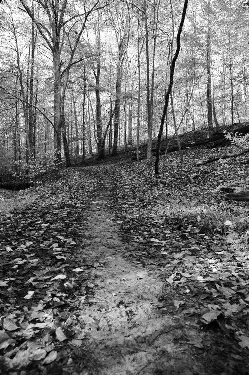 foto, de, bosque, camino, en, negro y blanco
