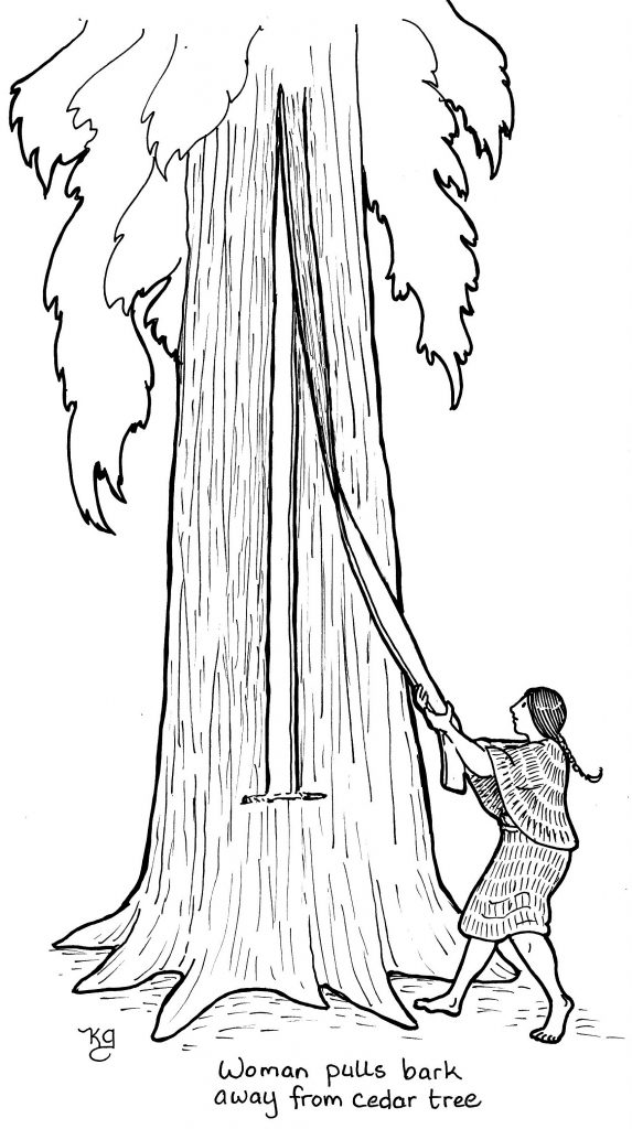 Stripping bark from a cedar tree