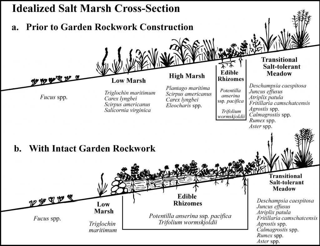 Idealized salt marsh cross-section