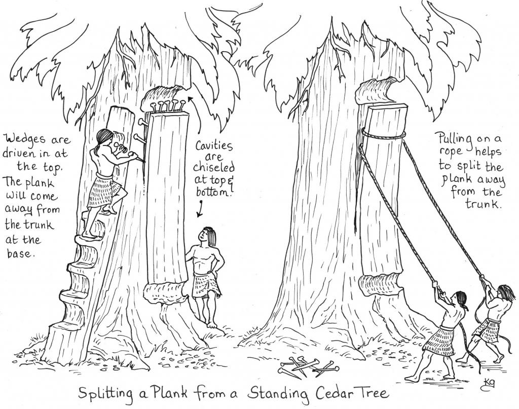 Splitting a cedar plank from a standing cedar tree