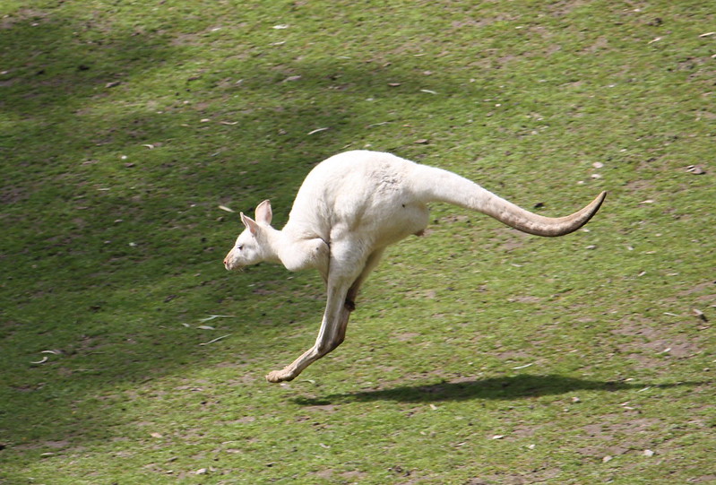 Un kangourou blanc saute.