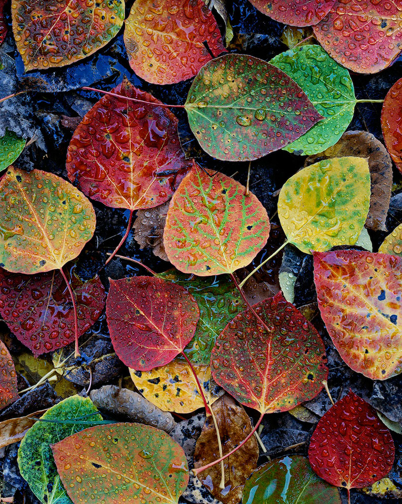 Aspen-Leaves.jpg