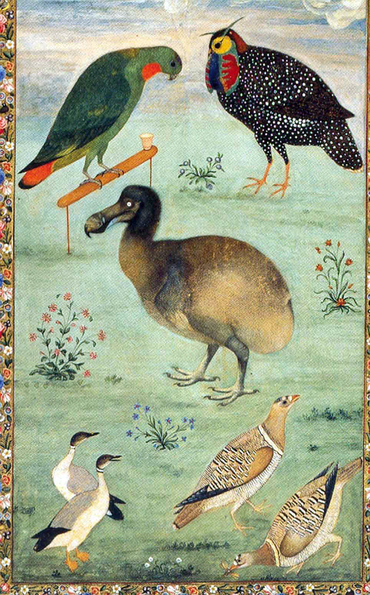 Assorted birds on a green background