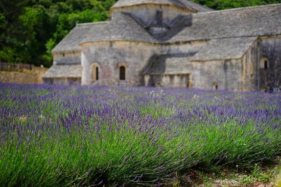 A field of lavendar