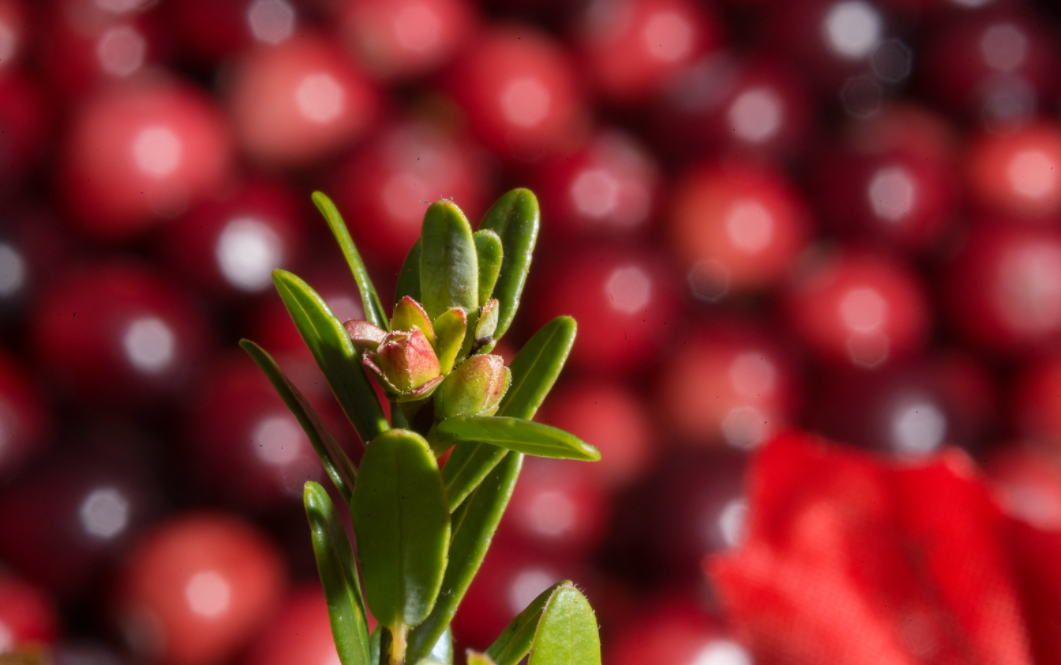 karibu-up ya maua mbele ya background blurred ya cranberries