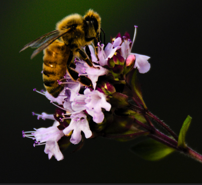 अजवायन के फूल को परागण करने वाली मधुमक्खी