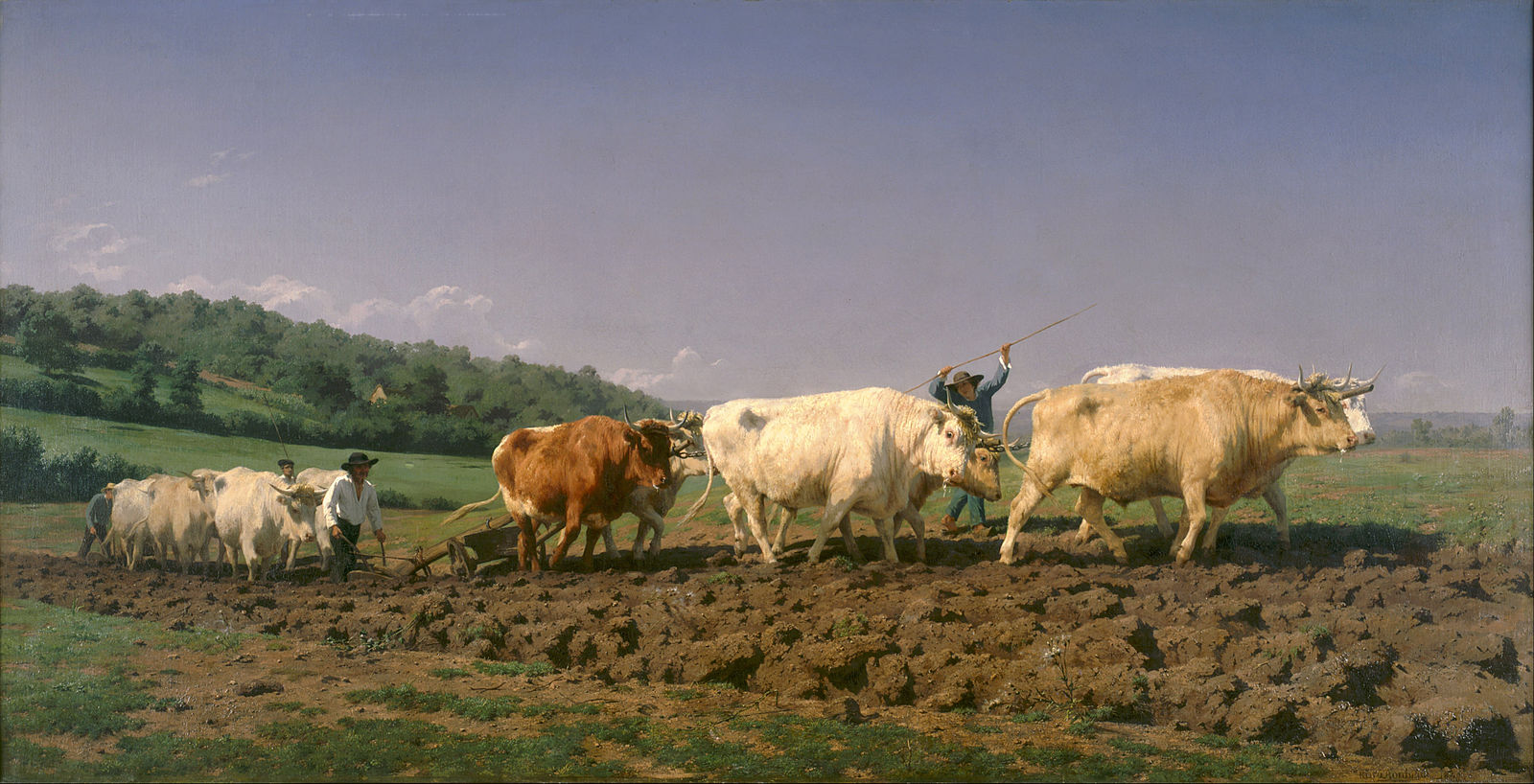 Four men driving a team of animals plowing a field