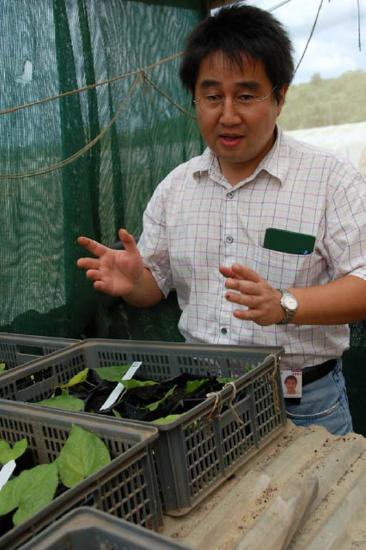 scientist talking over a tray of yam plants