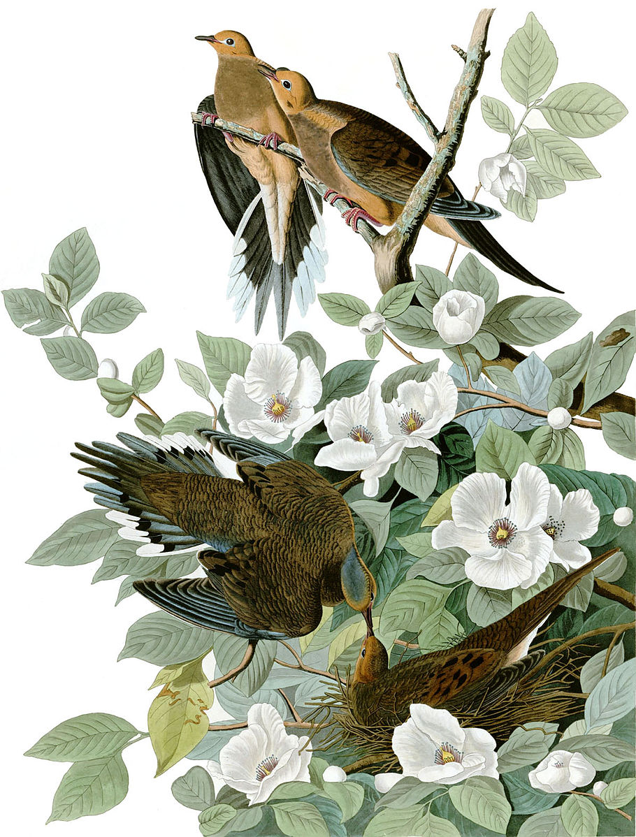 Birds in a tree with white flowers