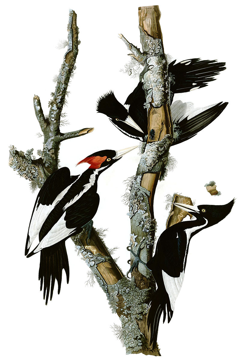 Three black and white birds on a tree limb