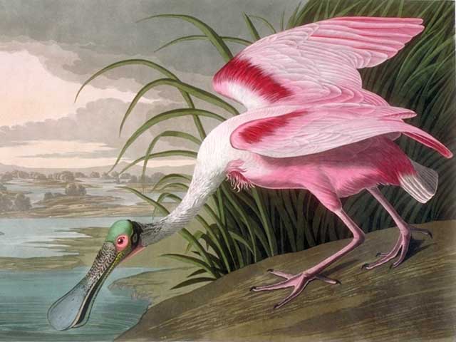 A large pink bird drinking water out of a lake