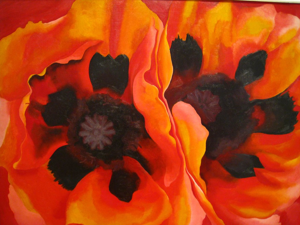 Two large red orange flowers with black centers