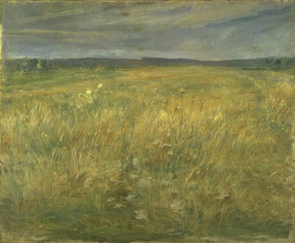 A landscape of wild grasses