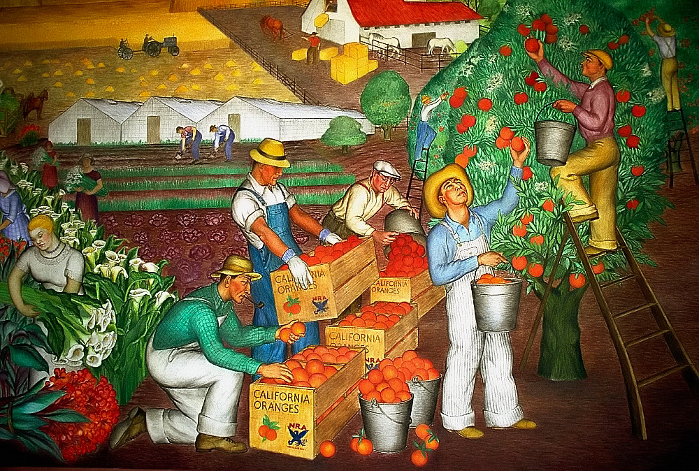 People picking and packing up oranges for transport to the market