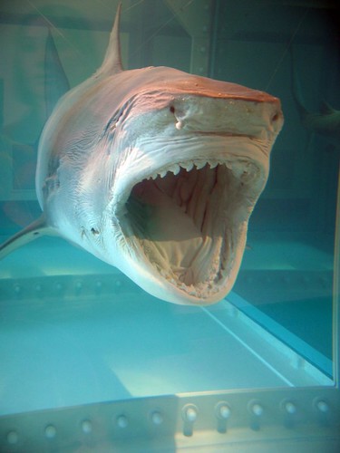 A great white shark with its mouth open