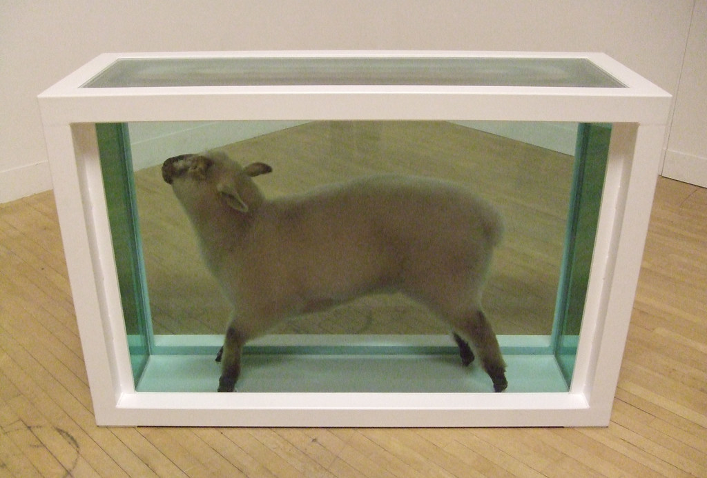 A lamb in a container