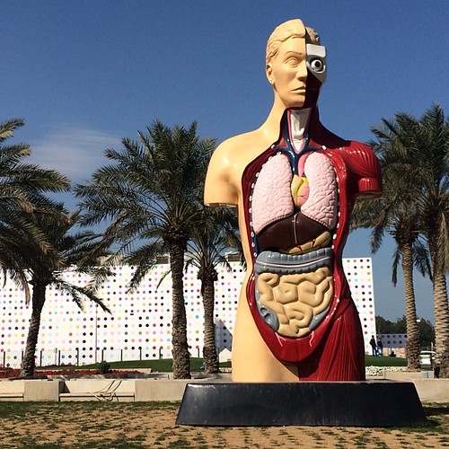 A human body model of organs in bright colors